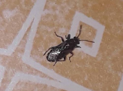 Heterogaster sp.